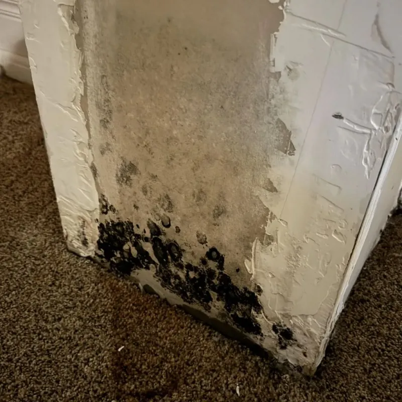 Professional Mold Removal in Crookston, MN